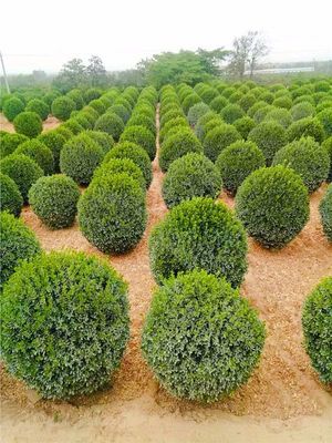 北方秋冬苗市行情預測 園林綠化設計與施工視角下的逆勢苗木分析